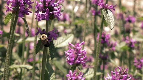Bee and flowers Stock Footage 86654206
