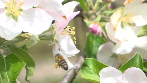 Bee and flowers Stock Footage 86814831