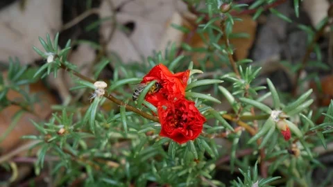 Bee and Flowers Video stock 101860442