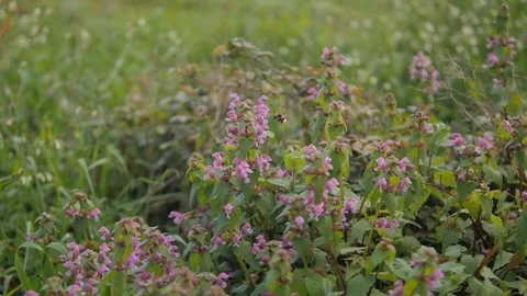 Bee and flowers Stock Footage 114568915