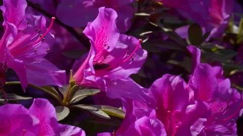 Bee and flowers Stock Footage 131452791