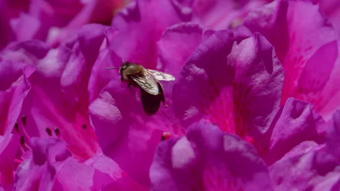 Bee and flowers Stock Footage