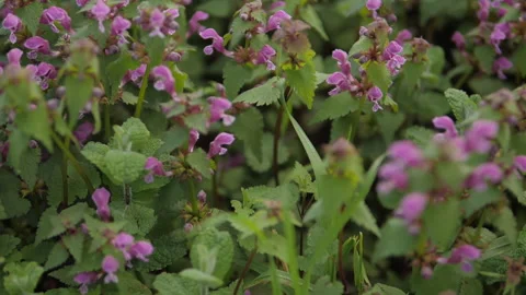 Bee and flowers Stock Footage 135843764