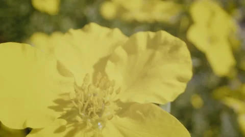Bee and flowers Stock Footage 249416736