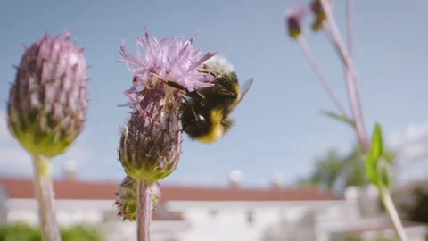 Bee and flowers Stock Footage 249416990