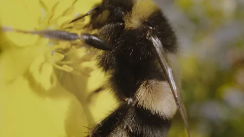 Bee and flowers Stock Footage 249417029