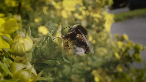 Bee and flowers Stock Footage 249417133