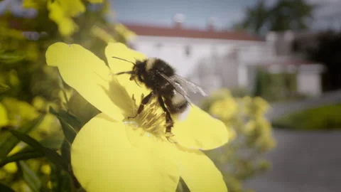 Bee and flowers Stock Footage 249417544