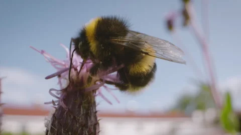 Bee and flowers Stock Footage 249417636