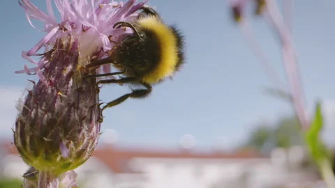 Bee and flowers Stock Footage 249417662