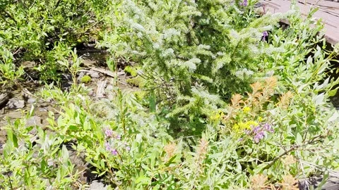 Bee and Flowers Stock Footage 314290958