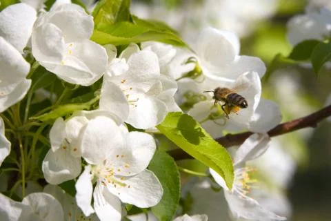 Bee and flowers 스톡 사진