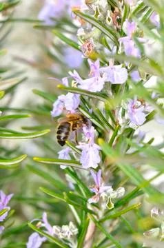 The bee and flowers Stock Photos