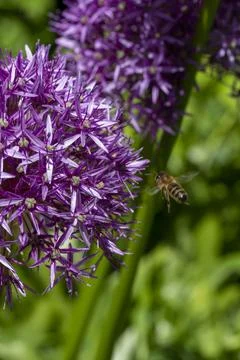 Bee and Flowers Stock Photos
