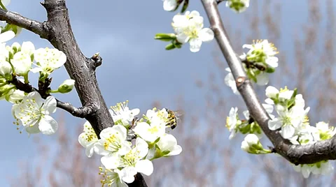 Bee and Flowers. Slow motion. 2 Stock Footage 35990002