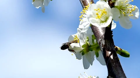 Bee and Flowers. Slow motion. 3 Stock-Footage 35990500