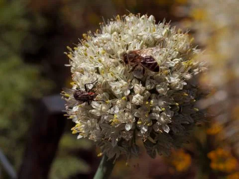 A bee and a fly Stock Photos