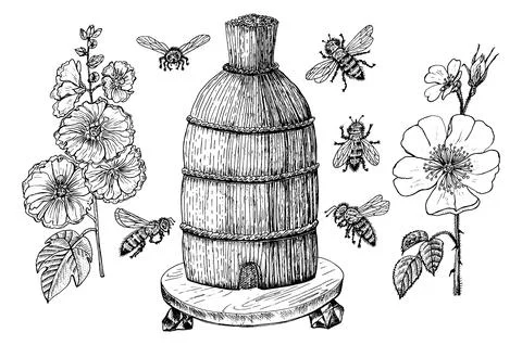 Bee and Honey. Mead and insect and floral and Beekeeping. Honeycomb and hive Stock Illustration