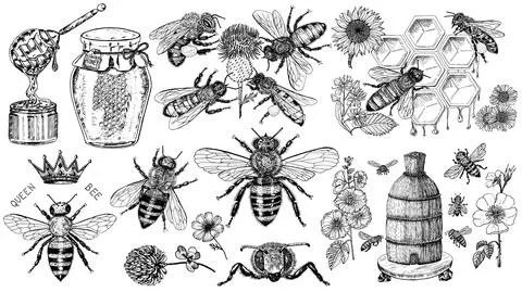 Bee and Honey set. Mead and insect and floral and Beekeeping. Honeycomb and Stock Illustration