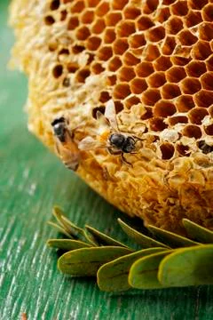 Bee and honeycomb on background Stock Photos