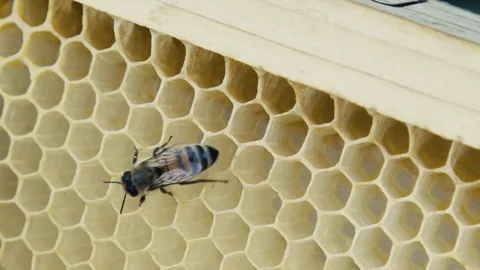 Bee and honeycomb Vídeos de archivo 84757008