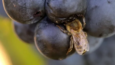 Bee and Hornet on Grape 스톡 동영상 80404685