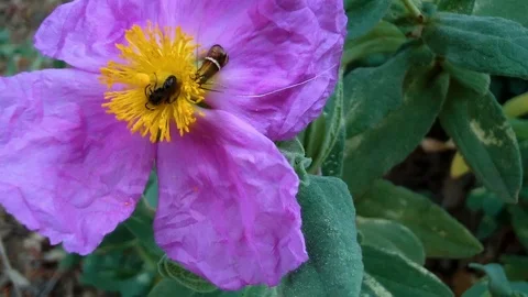 Bee and Hoverfly Pollinating Pink Flower – Pollinators in Nature Stock Footage 106024758