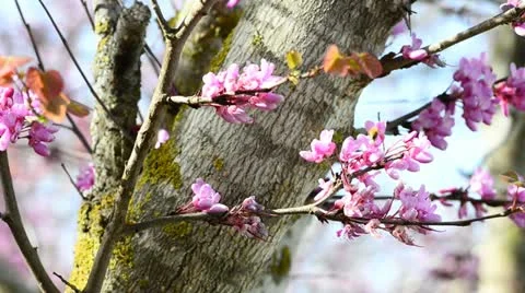 Bee and Judas tree Stock Footage 21871595