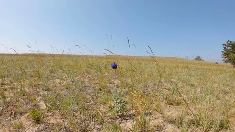 Bee and ladybug on a flower in a field Stock Footage 111743647
