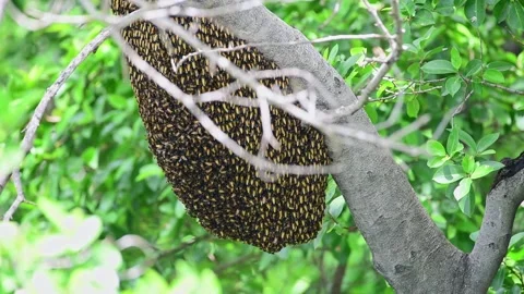 Bee and large beehive hanging on tree nature wild Stock Footage 307887882