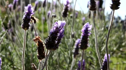 Bee and Lavender Video stock 301066