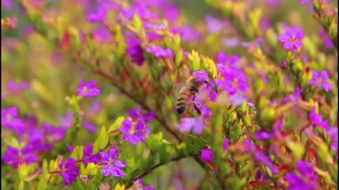 Bee and Nectar Stock Footage 141507035