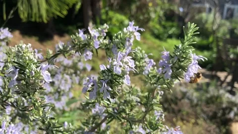 Bee and Nectar in slow motion Stock Footage 134305249