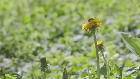 A bee and a pair of hoverflies feeding on dandelion flowers Stock Footage 336392068