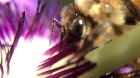 Bee and Passion Flower 2 Video stock 68724615