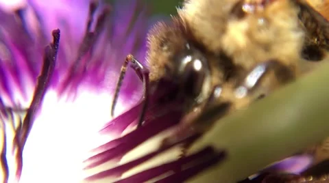 Bee and Passion Flower Video stock 68723532