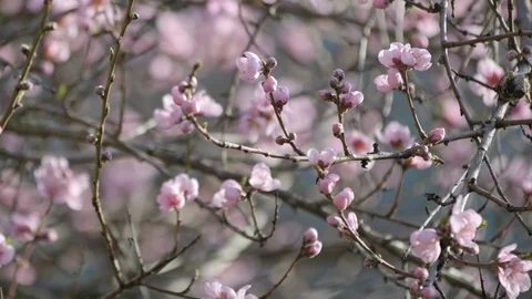 Bee and peach blossoms in spring in Northern California. Stock Footage 125548455