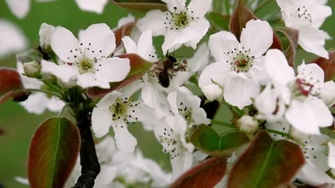 Bee and pear flower Stock Footage 75766054