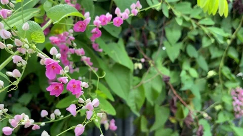 Bee and pink flower Video stock 252635565