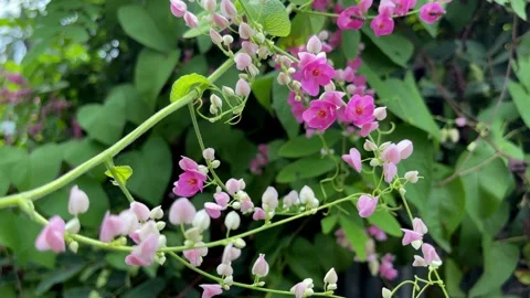 Bee and pink flower Video stock 252635615