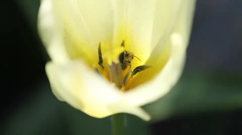 Bee and Pollen in Flower Stock Footage 22782497