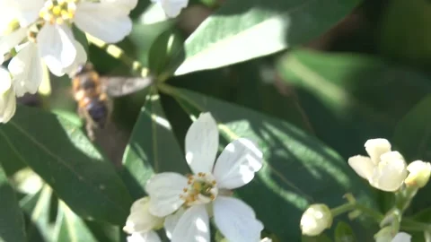 Bee and pollen Video stock 164333105