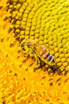 Bee and pollen Stock Photos