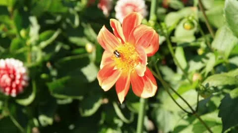 Bee and pollination Video stock 12364817
