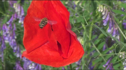 Bee and poppies Video stock 39608814