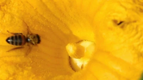 Bee And The Pumpkin Flower Stock Footage 112137772