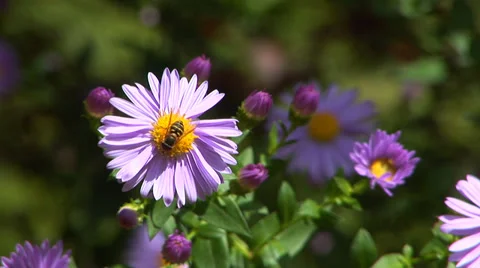 Bee and Purple Daisies Video stock 33604720