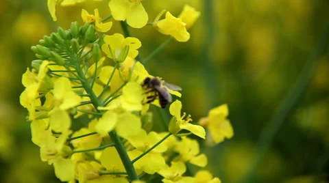 Bee and Rapeseed.mp4 Stock Footage 37605191
