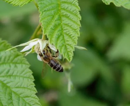 Bee and raspberry Stock Photos