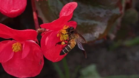 Bee and red blooming begonia flowers in the garden. Stock Footage 305366241